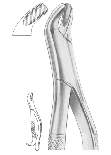 Fig. 24 upper molars